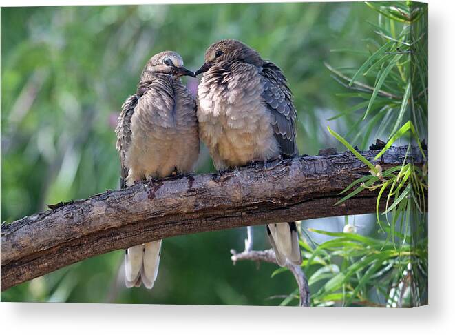 Inca Doves Canvas Print featuring the photograph Inca Doves 1709-052219 by Tam Ryan