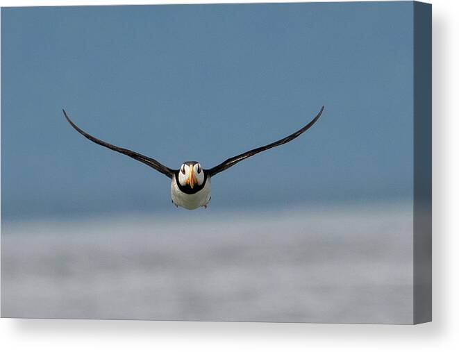 Puffin Canvas Print featuring the photograph Incoming Puffin by Mark Hunter