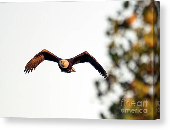 Bald Eagle Canvas Print featuring the photograph Incoming by Sam Rino
