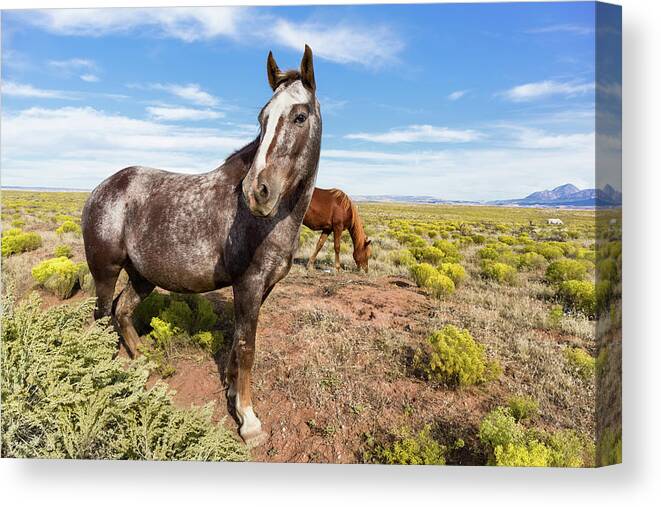 Horse Photo Canvas Print featuring the photograph Indian Horse in the Desert by Kathleen Bishop