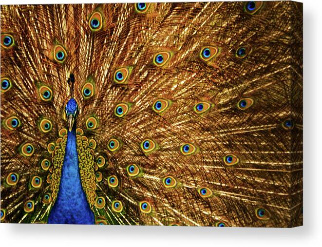 Natural Pattern Canvas Print featuring the photograph Indian Peacock by Photography By Jeremy Villasis. Philippines.