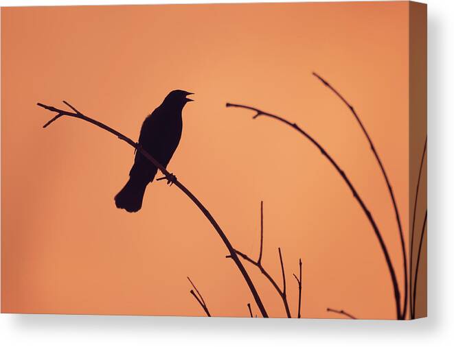 Silhouette Bird Birding Infrared 720nm Ir Wildlife Wild-life Wild Life Outside Outdoors Nature Brian Hale Brianhalephoto Redwing Blackbird Canvas Print featuring the photograph Infrared Silhoutte by Brian Hale