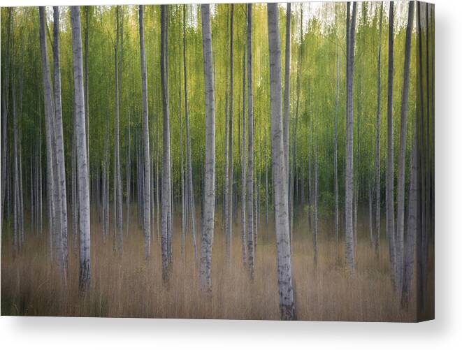 Tree Canvas Print featuring the photograph Intentional Camera Movement by Christian Lindsten