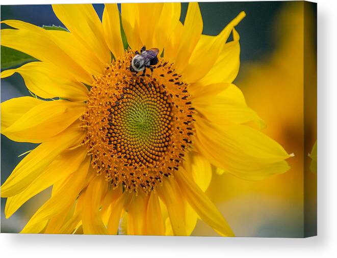 Sunflower Canvas Print featuring the photograph It's a Good Day by Linda Bonaccorsi