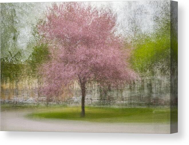 Impressionism Canvas Print featuring the photograph Japanese Cherry Tree In Eskil's Park by Arne stlund