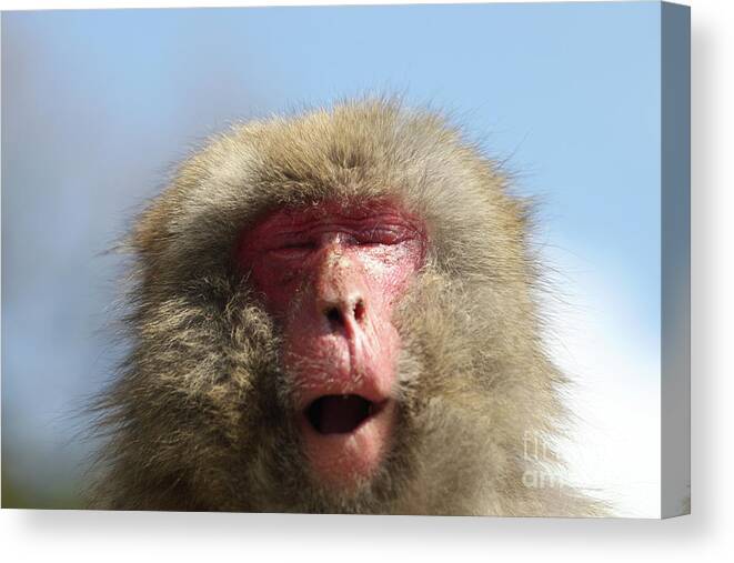 Cedar Tree Canvas Print featuring the photograph Japanese Macaques Suffer Hay Fever by Buddhika Weerasinghe