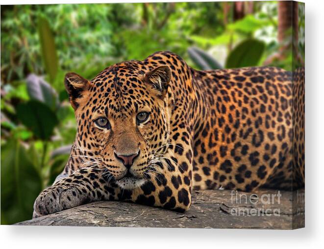 Javan Leopard Canvas Print featuring the photograph Javan Leopard in Rainforest by Arterra Picture Library