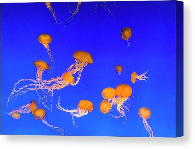 Underwater Canvas Print featuring the photograph Jellyfish, California by Stuart Dee
