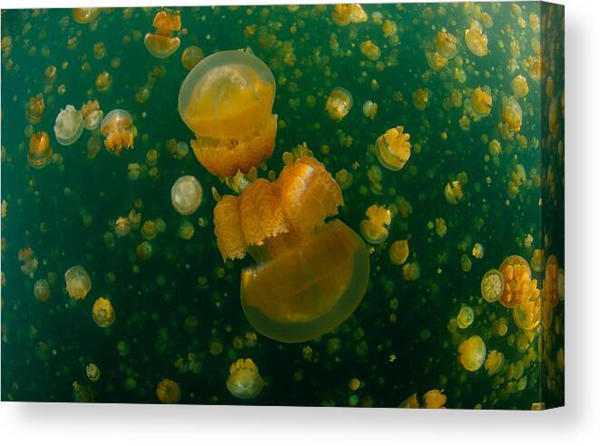  Canvas Print featuring the photograph Jellyfish World by Ryan Y Lin