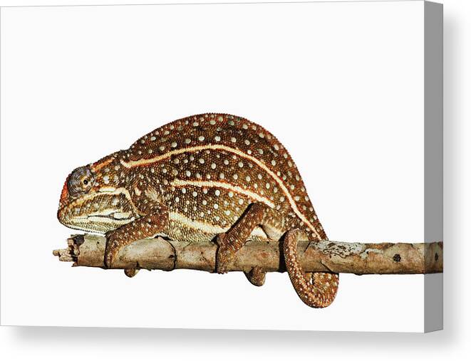 White Background Canvas Print featuring the photograph Jewelled Chameleon, Furcifer Campani by Martin Harvey