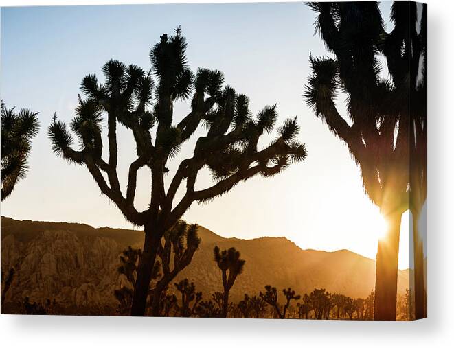 Joshua Sunrise Canvas Print featuring the photograph Joshua Sunrise by Joseph S Giacalone