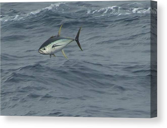 Yellowfin Canvas Print featuring the photograph Jumping Yellowfin Tuna by Bradford Martin