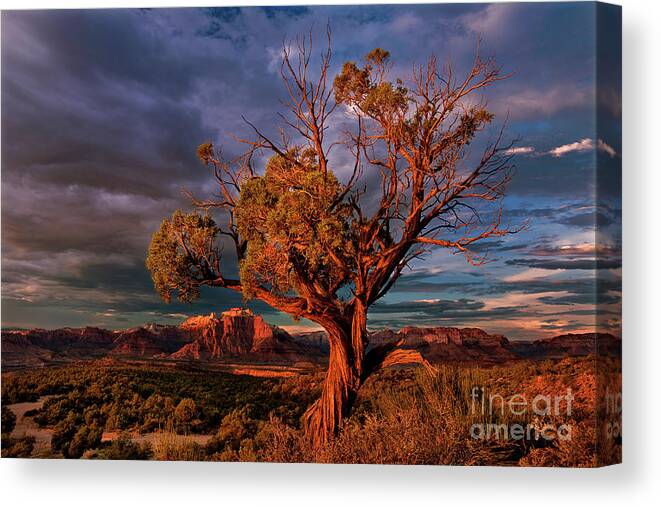 Davw Welling Canvas Print featuring the photograph Juniper And Storm Back Of Zion National Park Utah by Dave Welling