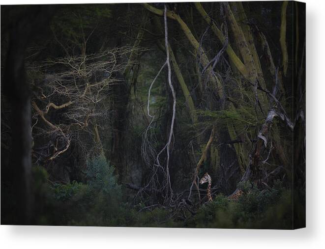 Lake Nakuru Canvas Print featuring the photograph Jurassic Park by Roberto Marchegiani