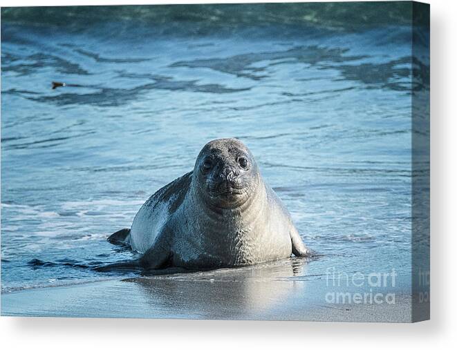 Baby Elephant Seal Canvas Print featuring the photograph Just a Baby by Paulette Sinclair