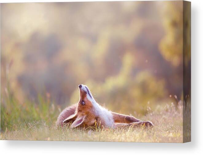 Predator Canvas Print featuring the photograph Just Happy - Happy Fox is Happy by Roeselien Raimond