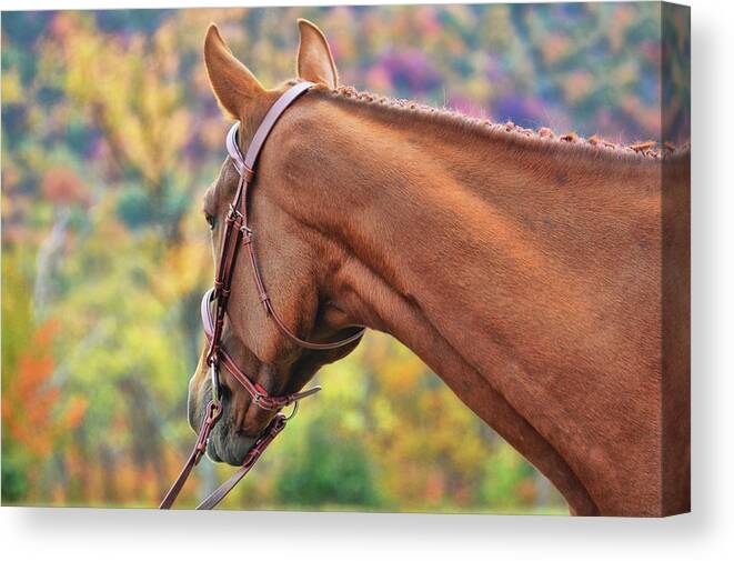 Arena Canvas Print featuring the photograph Just Spoo by Dressage Design