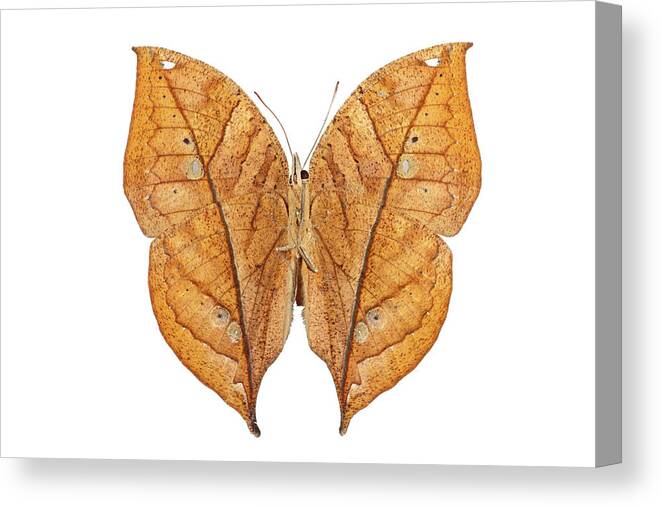 White Background Canvas Print featuring the photograph Kalima Butterfly Over White Background by Imv