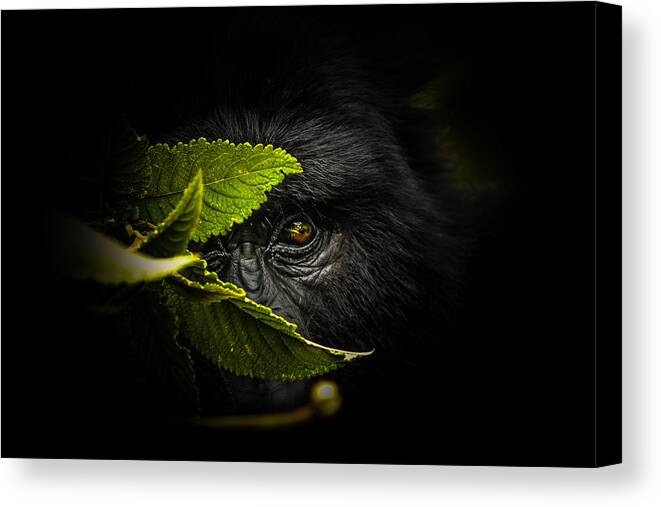 Africa Canvas Print featuring the photograph Keeping Secrets by Manginiphotography