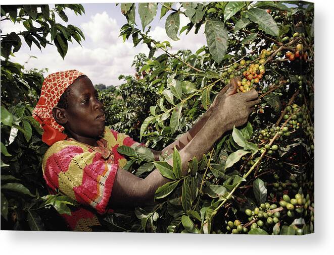 Kenya Canvas Print featuring the photograph Kenya, Woman Picking Coffee Beans In by Christopher Pillitz