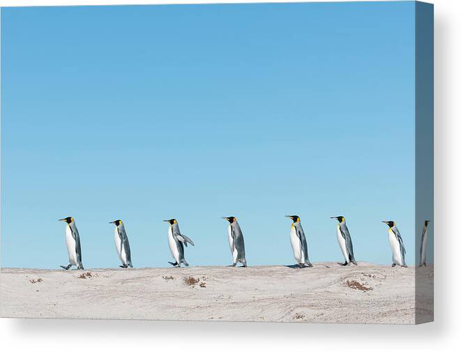 Animal Canvas Print featuring the photograph King Penguins March On Volunteer Beach by Tui De Roy