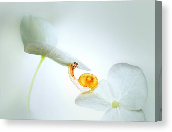 Macro Canvas Print featuring the photograph Kiss by Sophie Pan