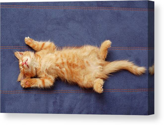 Pets Canvas Print featuring the photograph Kitten Sleeps On The Back by Khorzhevska