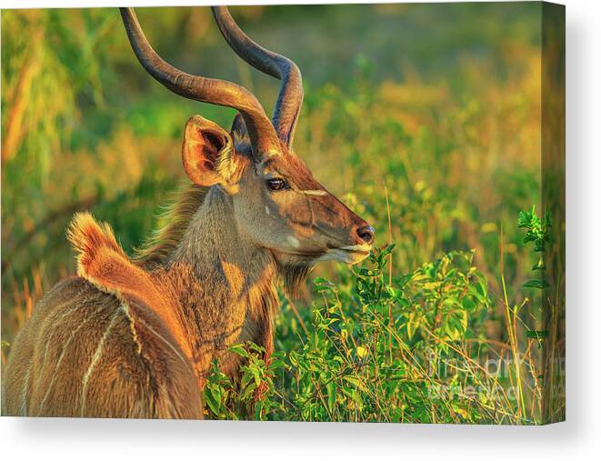 Kudu Canvas Print featuring the photograph Kudu Male Portrait by Benny Marty