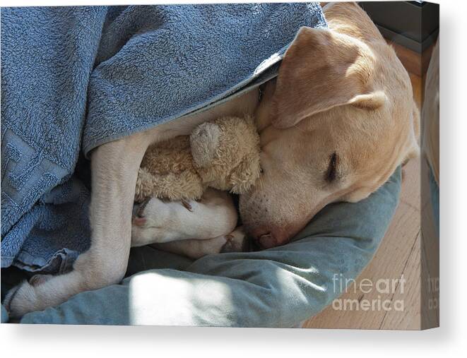 Bed Canvas Print featuring the photograph Labrador Sleeping And Hugging A Teddy by Davidsunyol