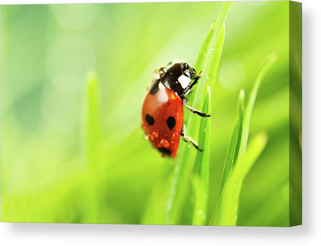Grass Canvas Print featuring the photograph Ladybird by Copyright Oneliapg Photography