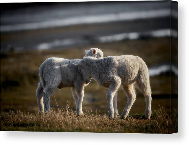 Animal Canvas Print featuring the photograph Lamb Friends by Bodo Balzer