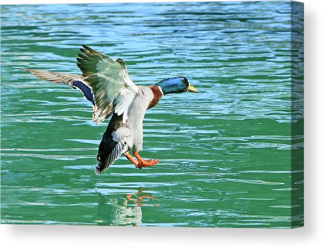 Duck Canvas Print featuring the photograph Landing on Water by Shoal Hollingsworth