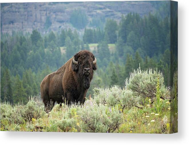 Buffalo Canvas Print featuring the photograph Large and In Charge by Eilish Palmer