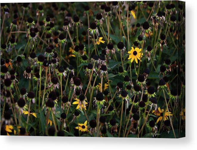 Rockville Canvas Print featuring the photograph Last Blooms Of A Garden Patch Of by Maria Mosolova