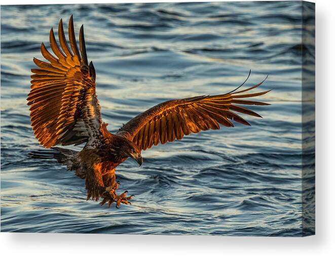 Bald Eagle Canvas Print featuring the photograph Last Catch by John Fan