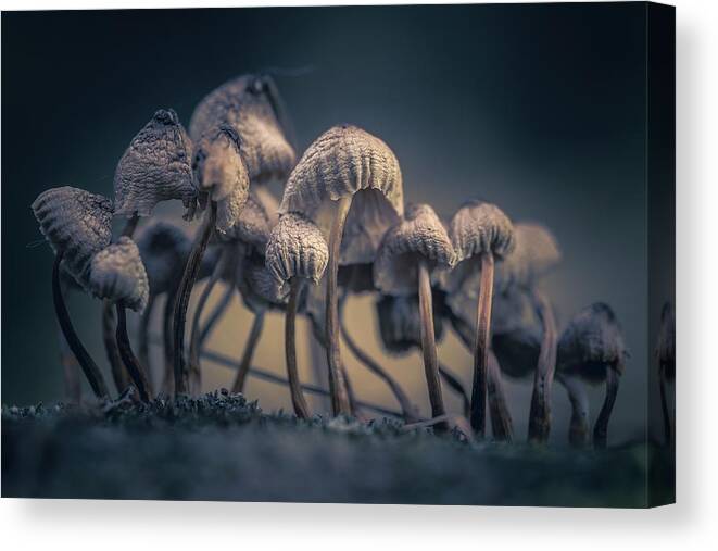 Mushroom Canvas Print featuring the photograph Late To The Party by Jon Ehrmann