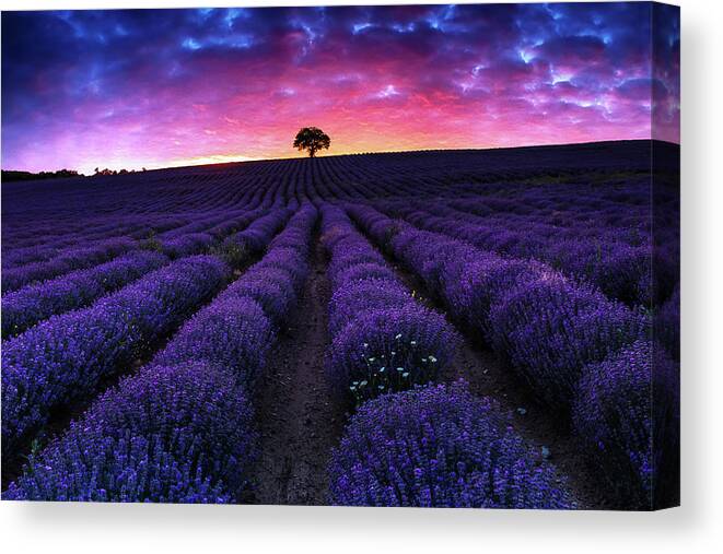 Afterglow Canvas Print featuring the photograph Lavender Dreams by Evgeni Dinev