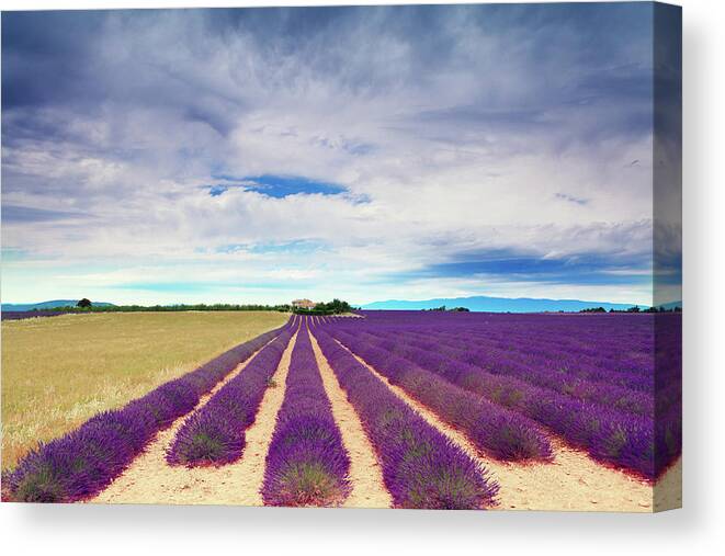 Dawn Canvas Print featuring the photograph Lavender Field And Farm Building by Mammuth