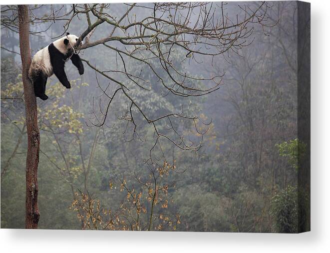Panda Canvas Print featuring the photograph Lazy Panda by Alessandro Catta