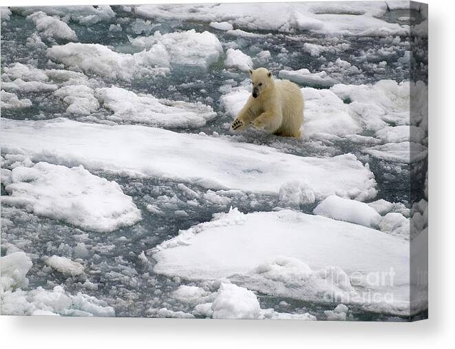 Svalbard Canvas Print featuring the photograph Polar Bear Leaping Across Sea Ice in Svalbard by Tom Schwabel