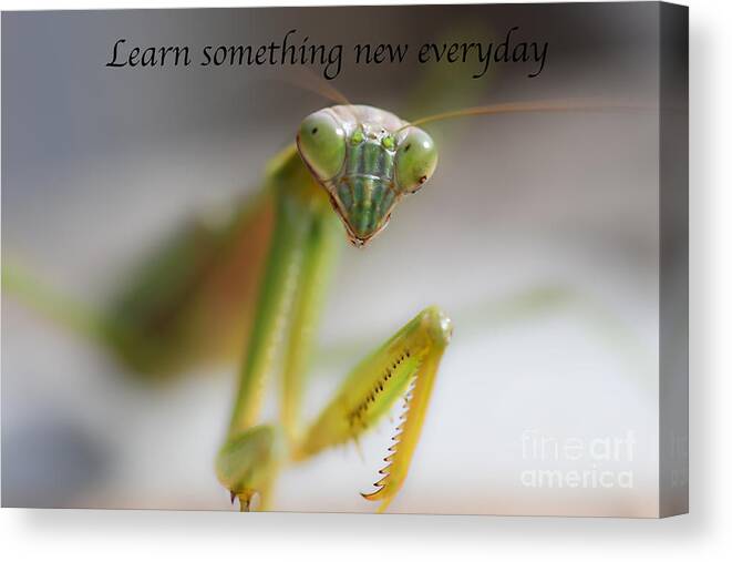 Learn Canvas Print featuring the photograph Learn something new everyday by Metaphor Photo