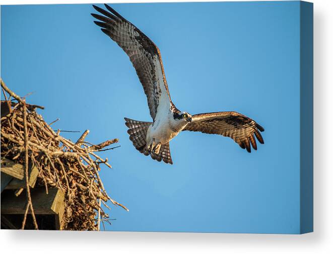 Nature Canvas Print featuring the photograph Leaving The Nest by Cathy Kovarik