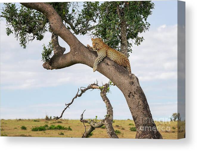 Tanzania Canvas Print featuring the photograph Leopard by Mikhail Turkeev