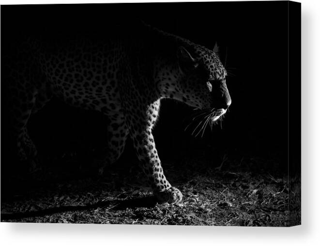 Feline Canvas Print featuring the photograph Leopard Night Hunt by Hannes Bertsch