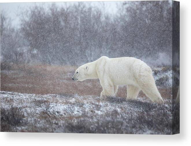 Snowing Canvas Print featuring the photograph Let It Snow! by Alessandro Catta