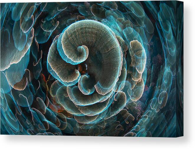 Indonesia Canvas Print featuring the photograph Lettuce Coral by Barathieu Gabriel