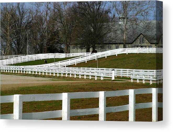 Horse Canvas Print featuring the photograph Lexington, Ky by Toddsm66