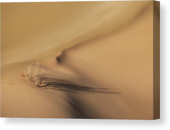 Landscape Canvas Print featuring the photograph Life In The Desert by Mohammad Shefaa