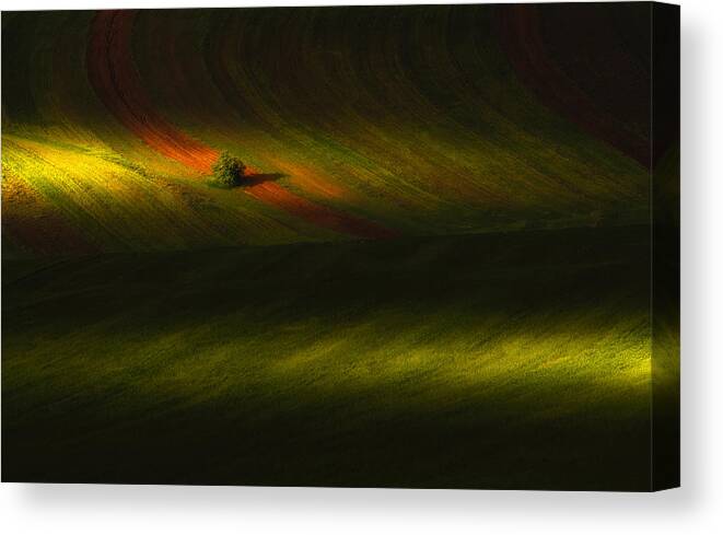 Light Canvas Print featuring the photograph Light & Single Tree by Majid Behzad