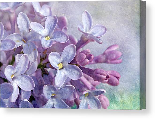 Lilacs Canvas Print featuring the photograph Lilacs by Cindi Ressler